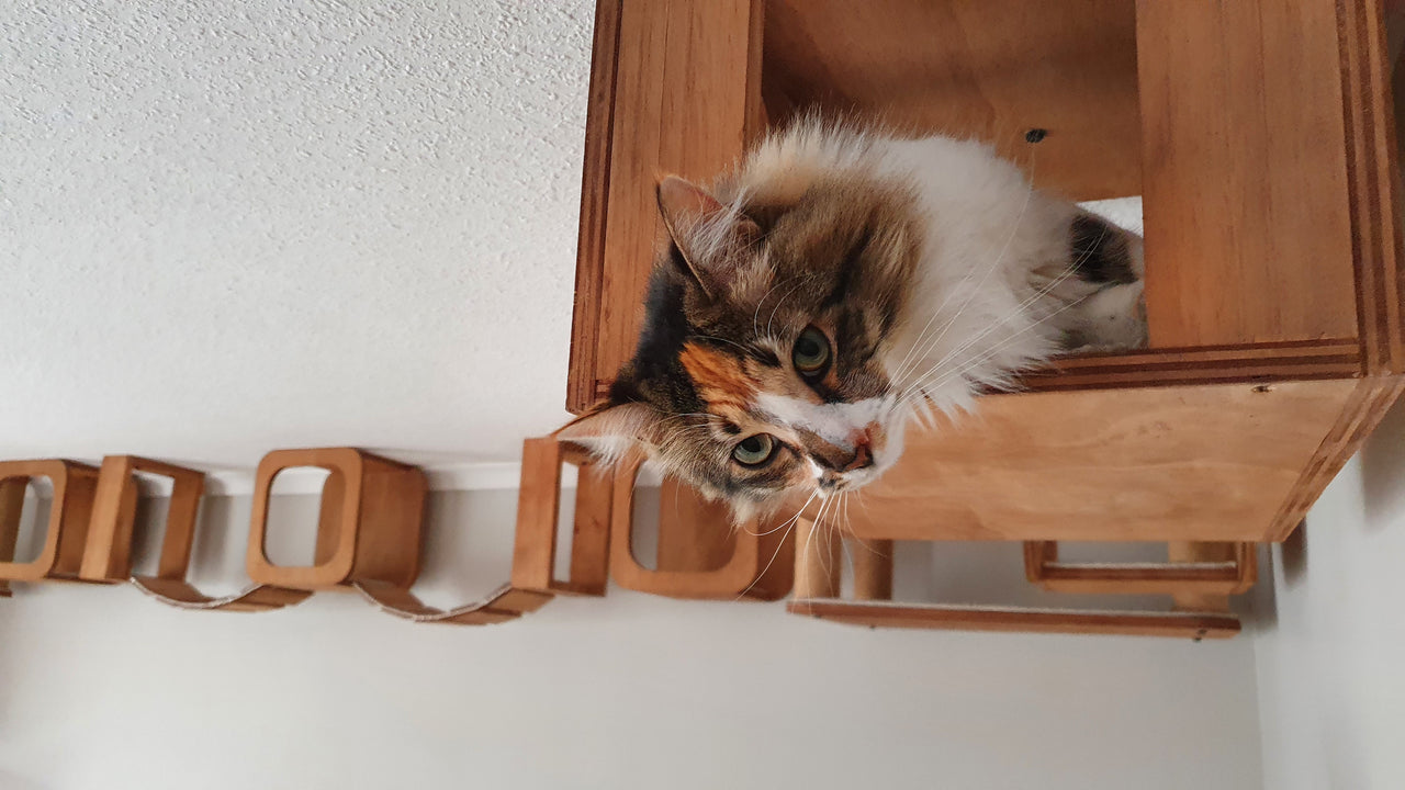 Lo que debes saber, para proveerle de un ambiente saludable a tu gatito