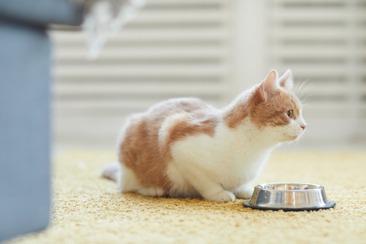 Descubre los beneficios que tiene para tu gatito, complementar su dieta seca con alimentación húmeda.