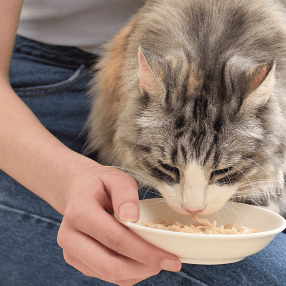 Imagen Gato comiendo Churu Broth