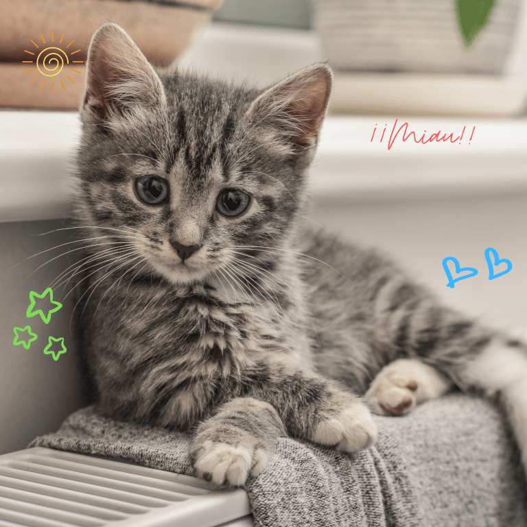 Miau 600 x 768 px 500 x 768 px 1