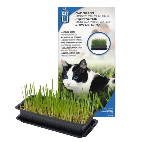 Pasto para gatos CATIT® Cat Grass